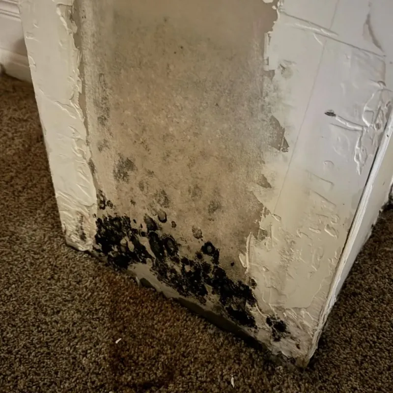 Professional Mold Removal in Maryville, MO
